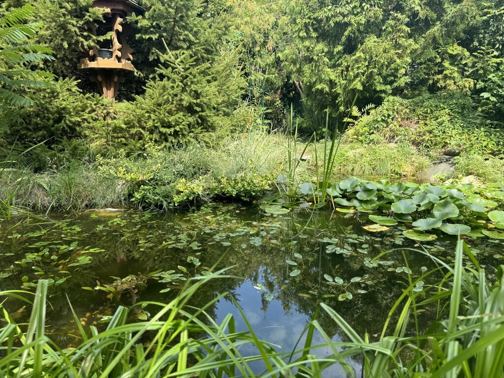 Teich im Garten