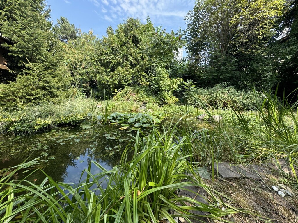 Teich im Garten